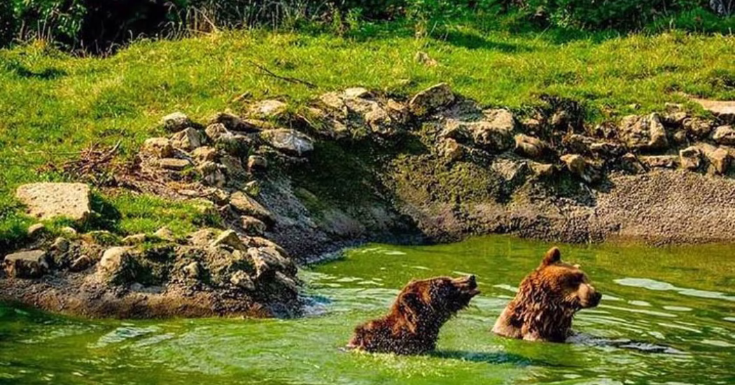 Bears are playing in water at the Libearty Bear Sanctuary. 