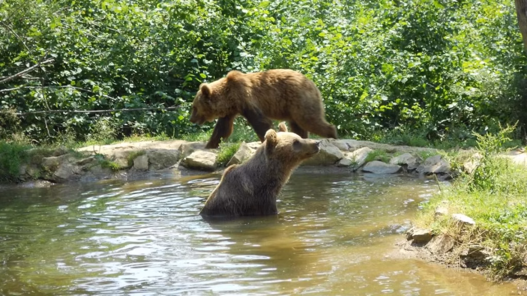Bear Sanctuary and Bran Castle tour from Bucharest